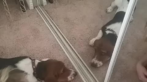 Whining Basset Hound See's his reflection