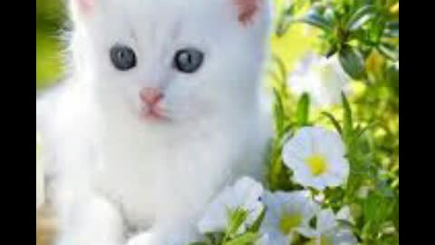 my beautiful cat loly