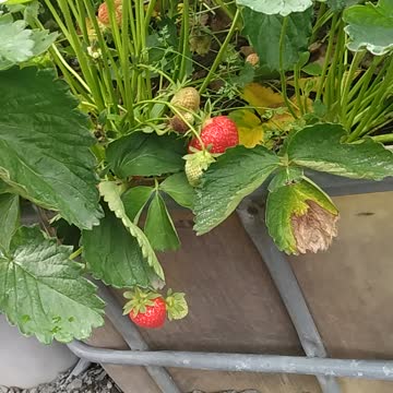 First strawberries