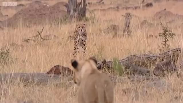 Lioness vs Cheetah | Big Cat Diary | BBC