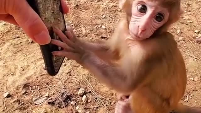 Monkey try to play with mobile phone