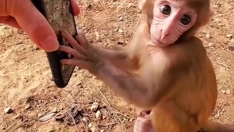 Monkey try to play with mobile phone