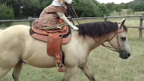 dog Mounts horse