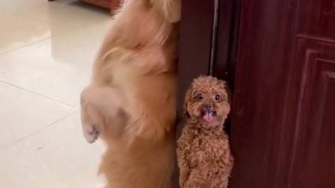 What bad thoughts can a puppy have