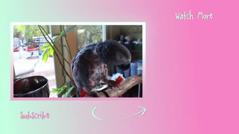 Teach Your Parrot how to Talk with these 6 Different Ways! (Bird Training 101)