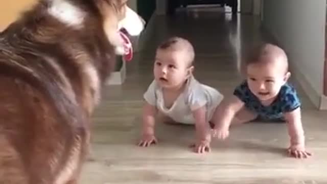 Funny Dog and Baby video - Funniest Dogs Compilation 2021| Try Not to Laugh Challenge