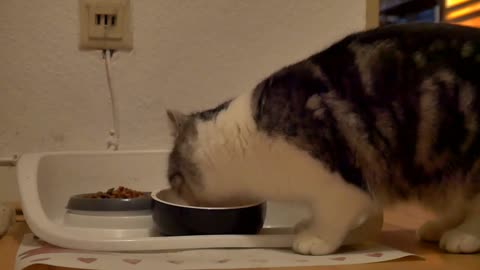 Eating cute catt