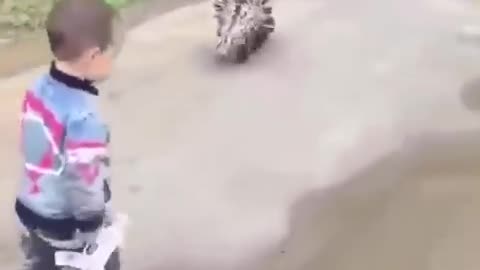 Best Funny Animal Videos Of The Year 2024