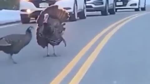 Turkey organizes traffic and protects his family