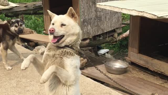 Playful country dog