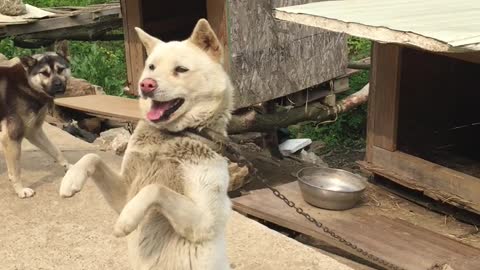 Playful country dog