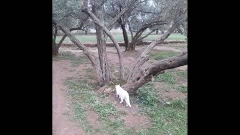 Cats Enjoy nature Walk