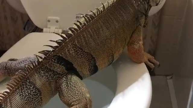 clever crocodile