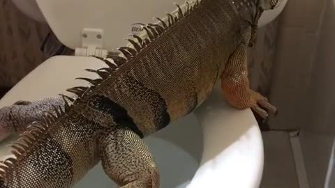 clever crocodile