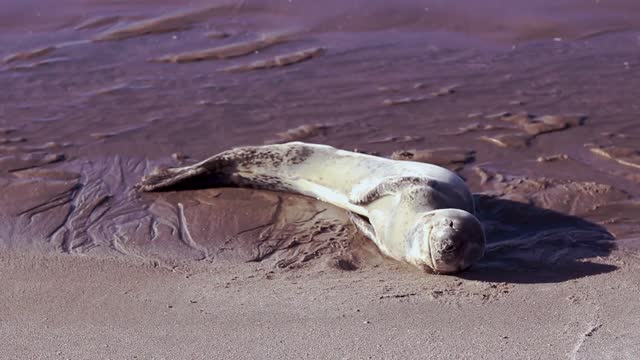 Leopard Seal