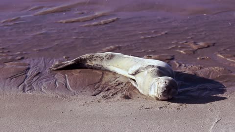 Leopard Seal