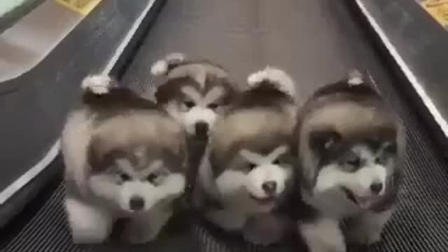 cute dog