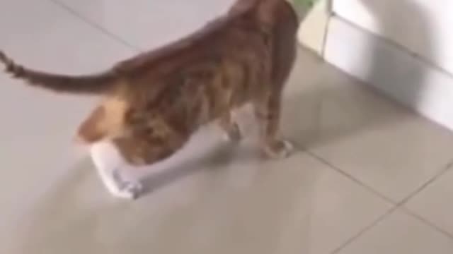 The funny cat is staring at the box and not seeing anything