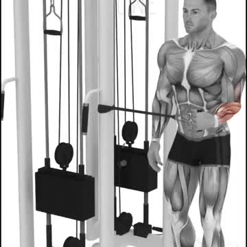 Best Forearms Workout For Men And Women