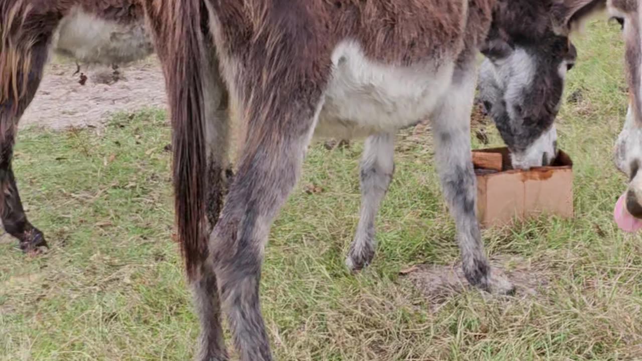 Donkey Field Donkeys Love Attention Farming Life p10