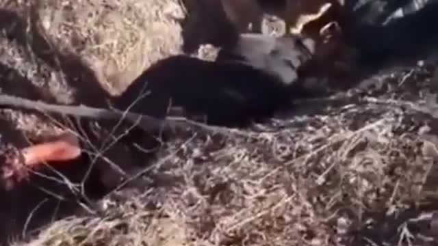 Ukrainian war [2022]. Consequences of letting prisoners be freed and giving away weapons to anybody.