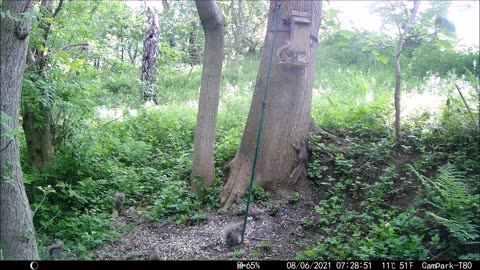 Grey Squirrel Control with Another new hide built.