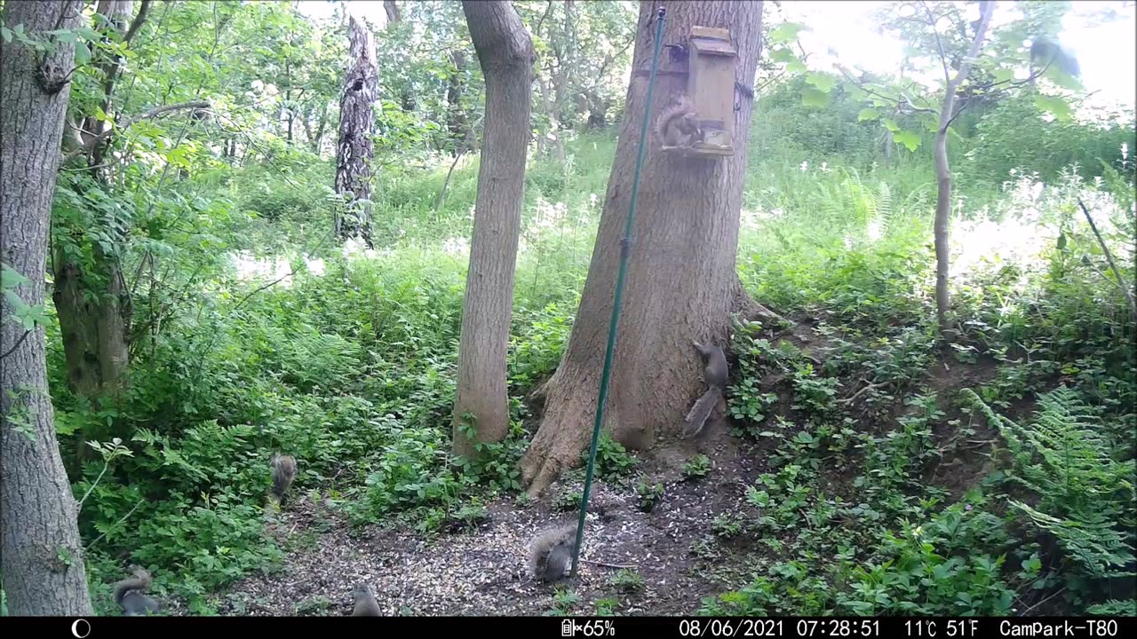 Grey Squirrel Control with Another new hide built.