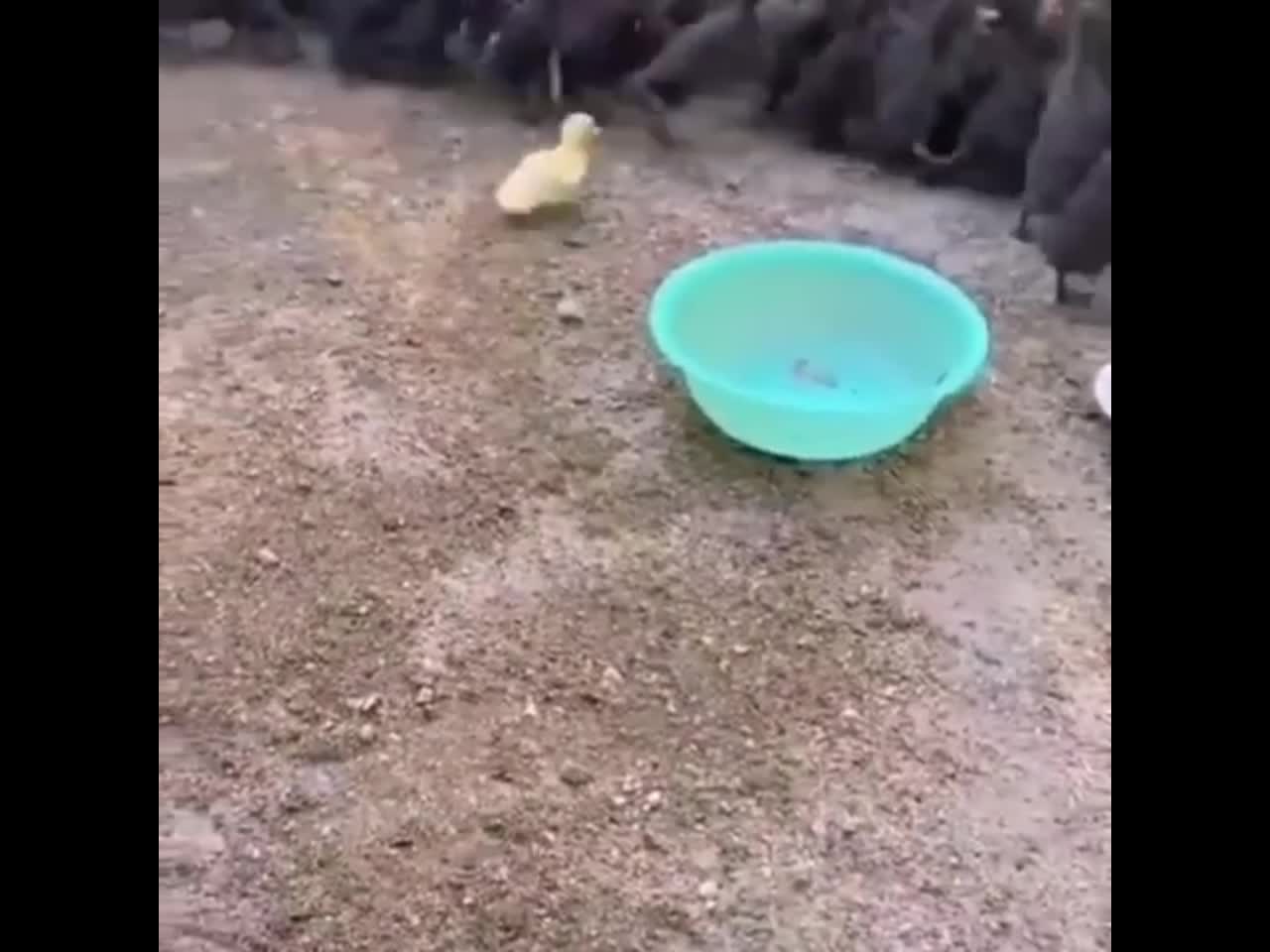 Tiny yellow ducky is chasing a group of black ducklings