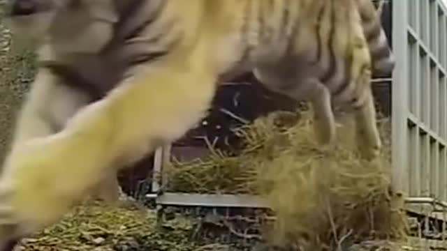 Siberian tiger release