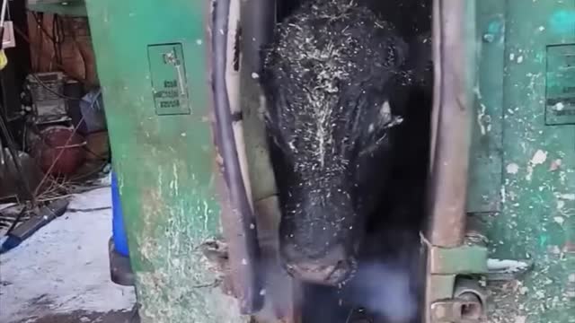 This bull is getting new ear tags and numbers(1080P_HD)