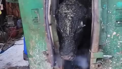 This bull is getting new ear tags and numbers(1080P_HD)