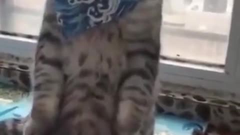 Funny cat ❤compilation 🐱🐱smartness kitten