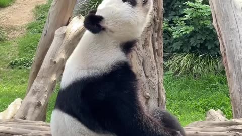 playful animals | Tasty panda