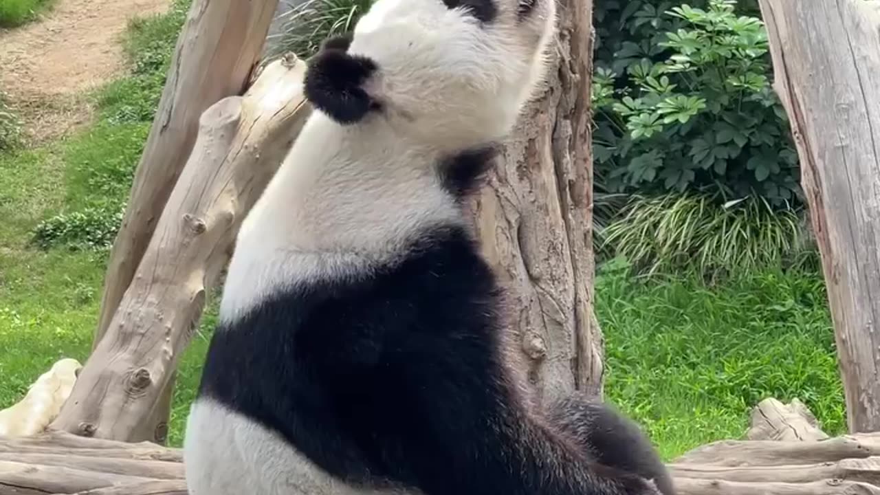 playful animals | Tasty panda