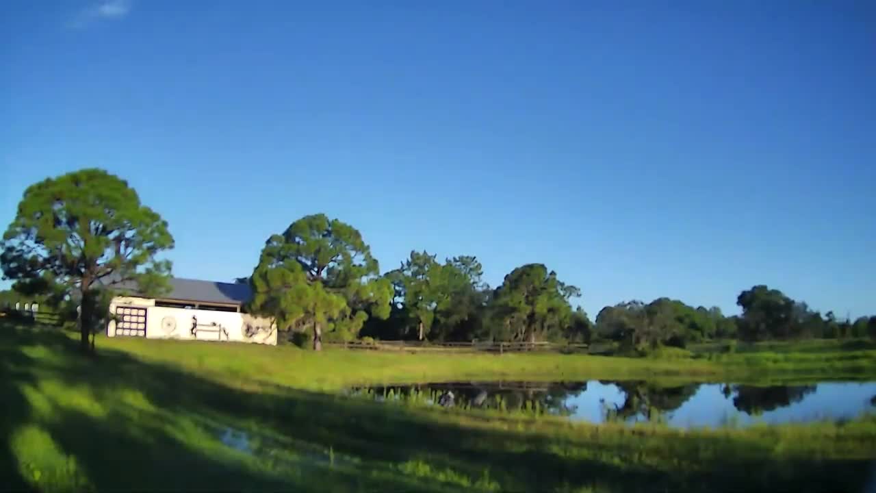 Venus Ranch and our resident Sandhill Cranes.