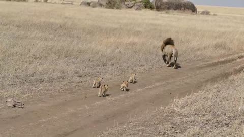 Lions dad video