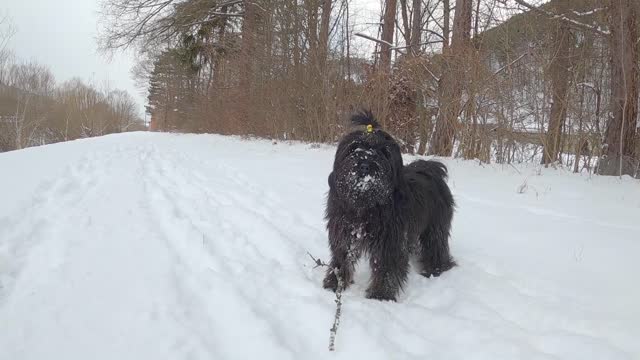 Funny and cute dog slipping around on the ice