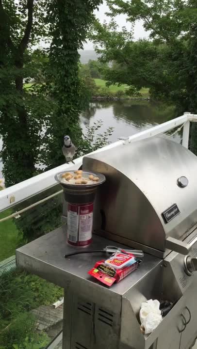 Bluejay stealing a peanut