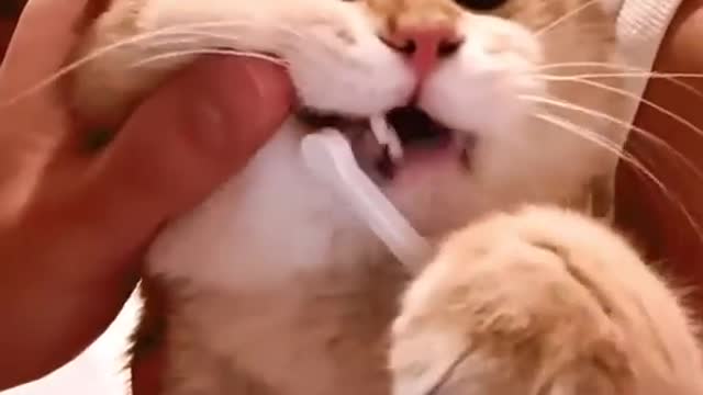 Cat brushes teeth everynight before sleep