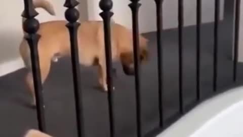 Super Funny Dog #funnydog #dog #dogsofinstagram #dogs #funnydogs #dogstagram #puppy #cutedog #doglife #doglover #funny #instadog #dogoftheday #doggo #doglovers #happydog #cute #love #puppylove #funnyvideos #cutedogs #funnydogvideos #dogvideos #pets #ilove