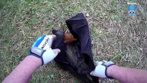 Rescuing a flying-fox on the ground; 2 attempts at finding Tiddly