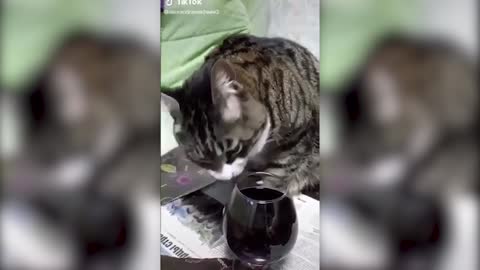 Drunk Cat very funny Reaction