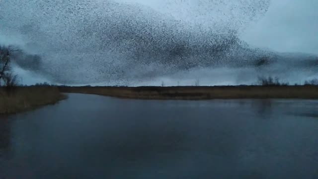 Starling Dance Captivates the Evening Sky