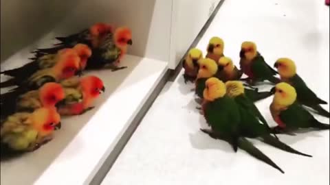 Funny Bird Life - try not to laugh😂😂😂