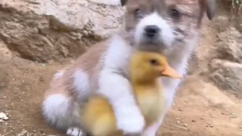 Puppy 🐶 and duckling 🐥 playing