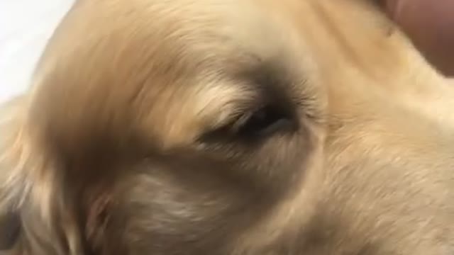 sleeping goldenretriever wants touching