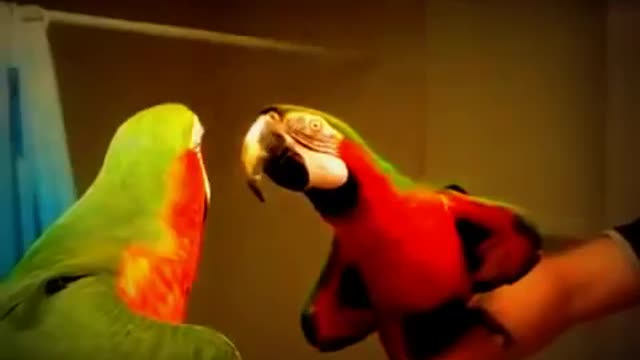 Even birds need a pep talk in the mirror