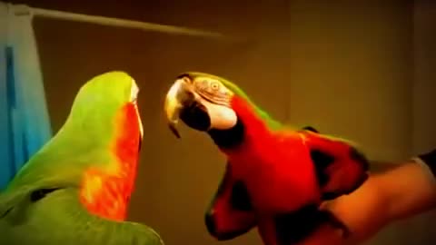 Even birds need a pep talk in the mirror