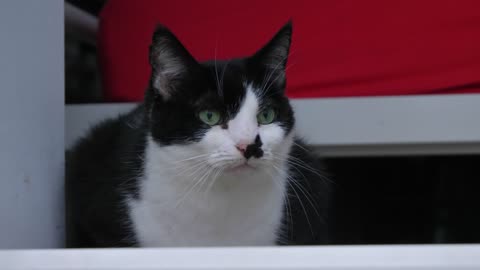 Close Up of Cats Face Looking Out of Open Balcony Door