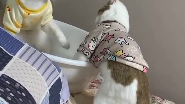 Wet for and funny 🤣 cute cat 😺🐈